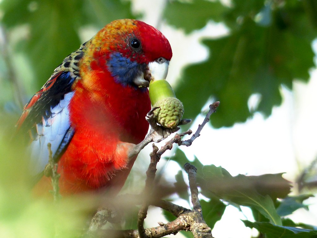 Can Macaws Eat Acorns 