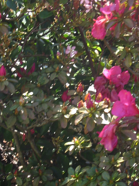 Greenery and Azaleas in bloom