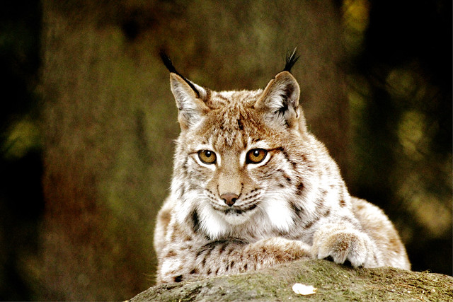 Europäischer Luchs - European Lynx