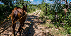 2018 - Mexico - Hacienda Sotuta de Peón - Decauville Rail Line