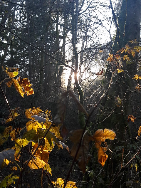 Winter sun filters through tree branches like lace, yellow leaves, Lakota Creek Valley, Washington, USA