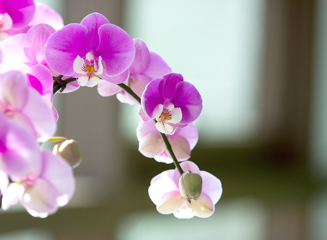Pink Orchid_ mania