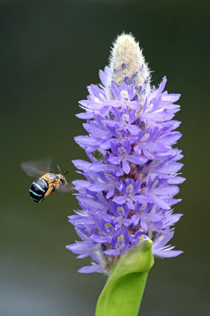Blue Banded Bee 017