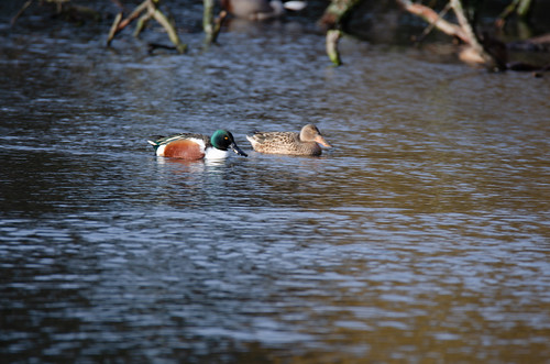 Shoveller pair swimming by, West Park