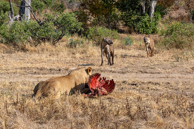 Lion and spotted hyenas around a kill (a zebra), Mana Pools National Park, Zimbabwe