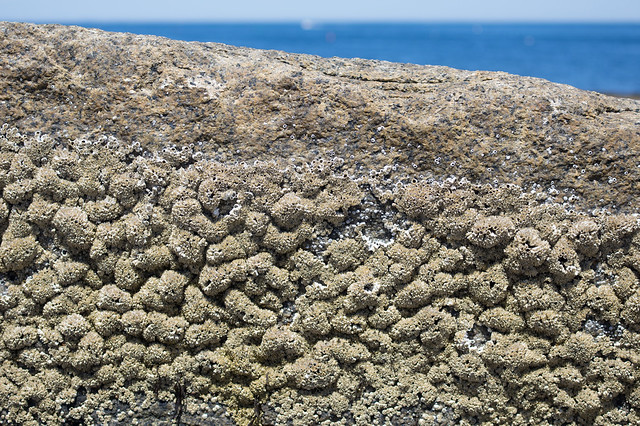 barnacle landscape