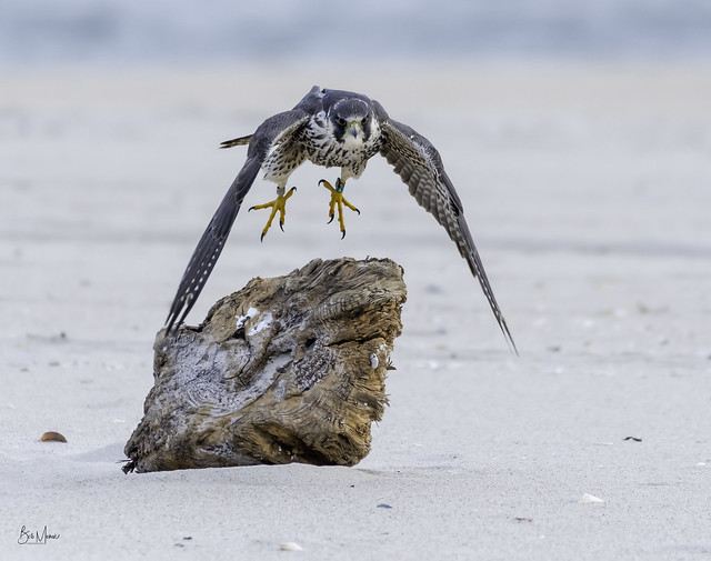 Peregrine Falcon Takeoff