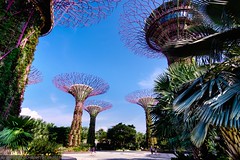 Gardens by the Bay - Supertree Grove (with OCBC Skyway)