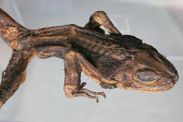 A desiccated frog #1