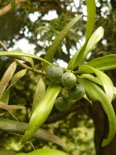 muthengera mount kenya foliage fruits podocarpaceae plum pine yellowwood real broadleaved geelhout umkhoba saptet olpiripiri mubiribiri biribiriti septa