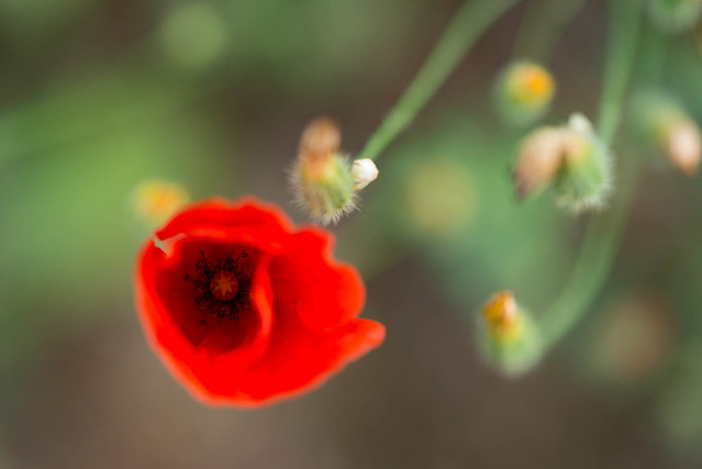 Flimmernder Mohn, flickring poppy flower, Pelion, Thessalien