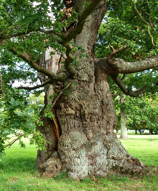 An ancient oak in the park of Blenheim Palace, Oxfordshire, England.