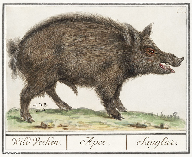 Wild boar in vintage style
