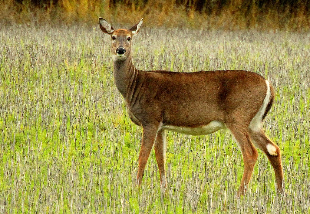 The whitetailed-deer,,staring,,,