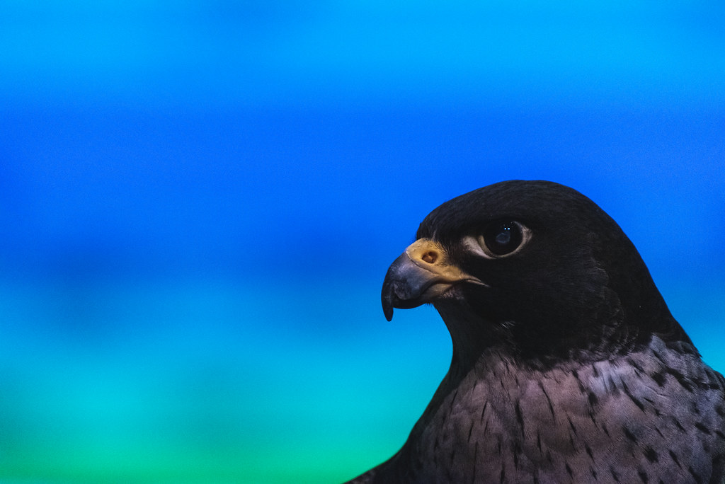 A close up of a peregrine falcon against a colorful background