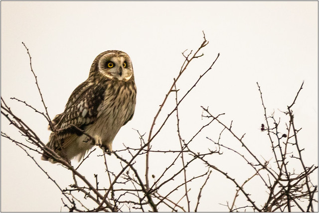 Owl on a few sticks