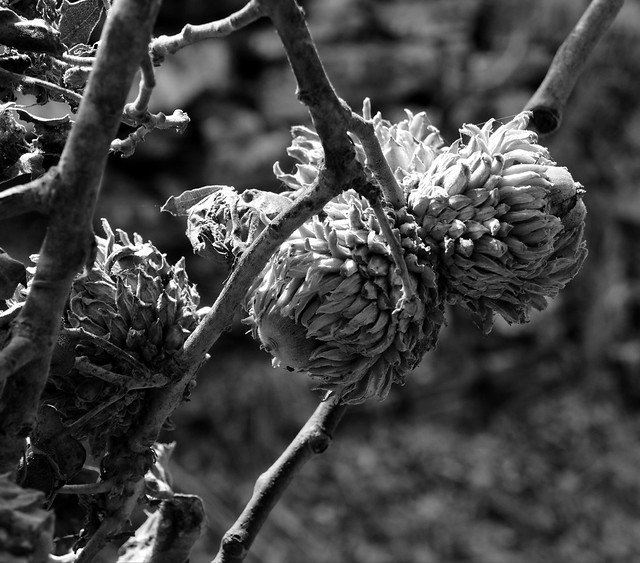 Valonia oak acorns