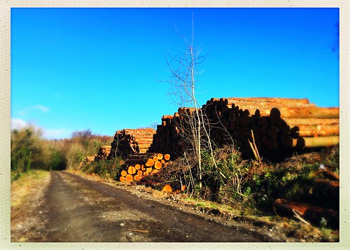 100xthe2019edition 100x2019 image25100 hipstamaticapp wexford ireland irish outdoor wood logs timber coilte forestry path track trees lumber pile stacked 2019onephotoeachday wellstacked inexplore bluesky