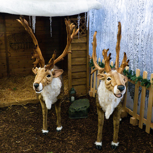 Reindeer, Codsall and Wergs Garden Centre (Merry Christmas)