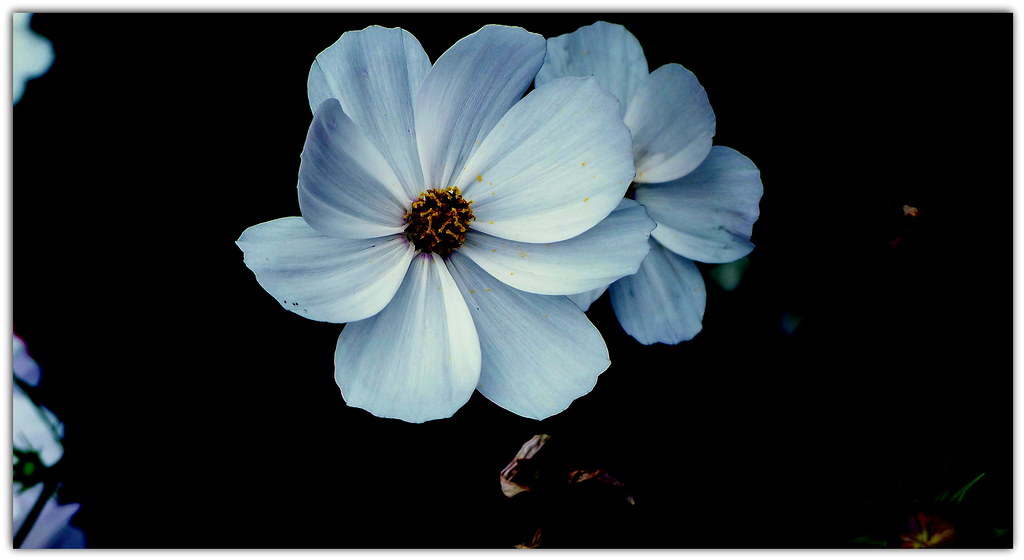 Kosmos Cosmos Andrzej Skaluba Flickr