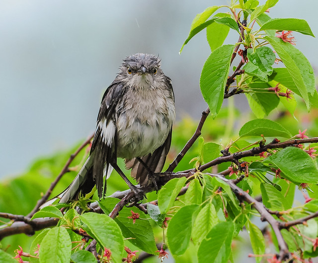 Rainy Day Mockingbird