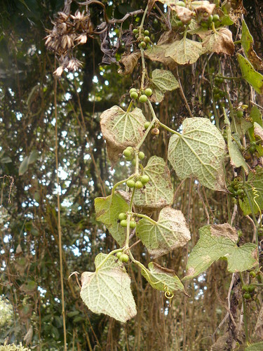mount kenya vine cucurbitaceae fruit leaves climber fsuiza wild cucumber cape chirati musmusa naai pagal
