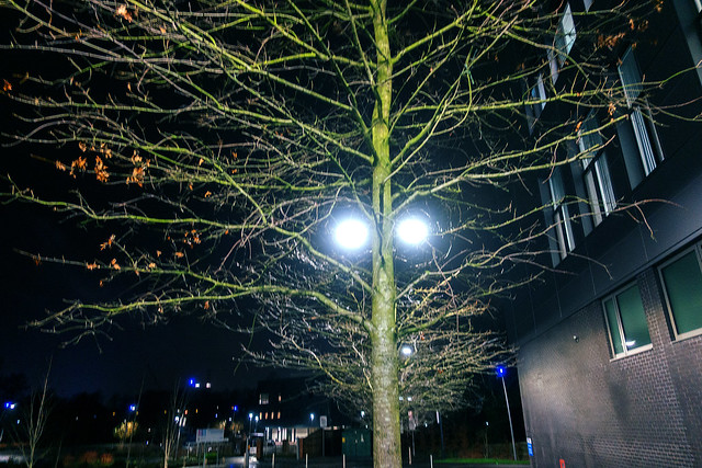 20190110_Tree with lights