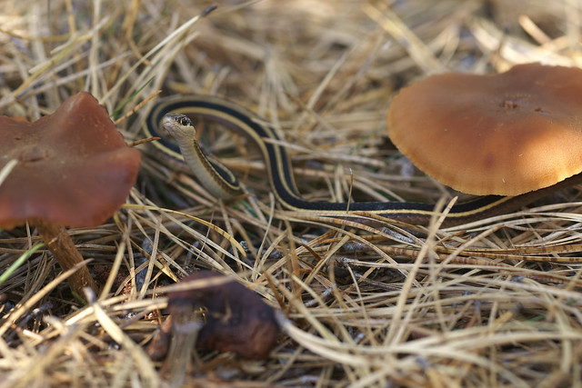 Eastern Ribbon Snake with mushrooms