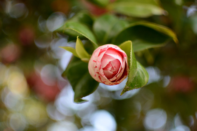 The blossoming of camellias
