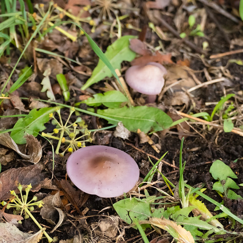 Autumn fungi: wood blewits