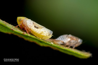 Leafhopper (Hishimonus sp.) - DSC_0130