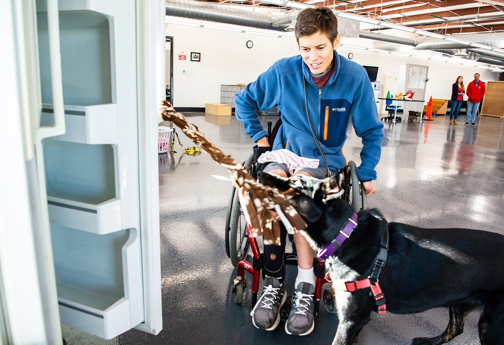 How to Get a Service Dog: Your Complete Guide Get the ultimate guide to getting a service dog and improve your daily routine. Click here to learn how.