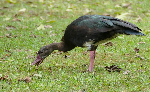 Durban Botanical Gardens