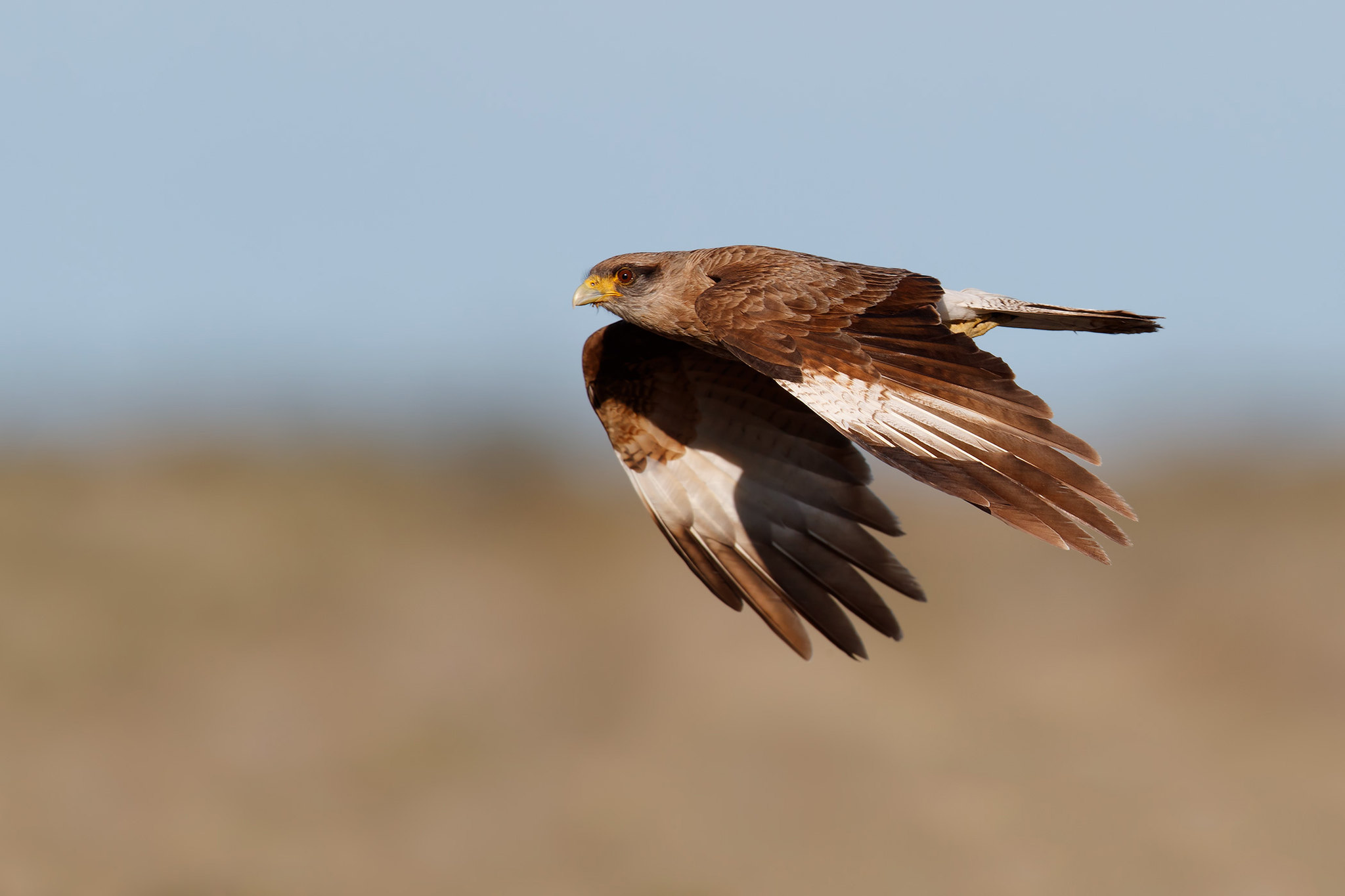 Daptrius chimango | Chimango Caracara | chimangokarakara