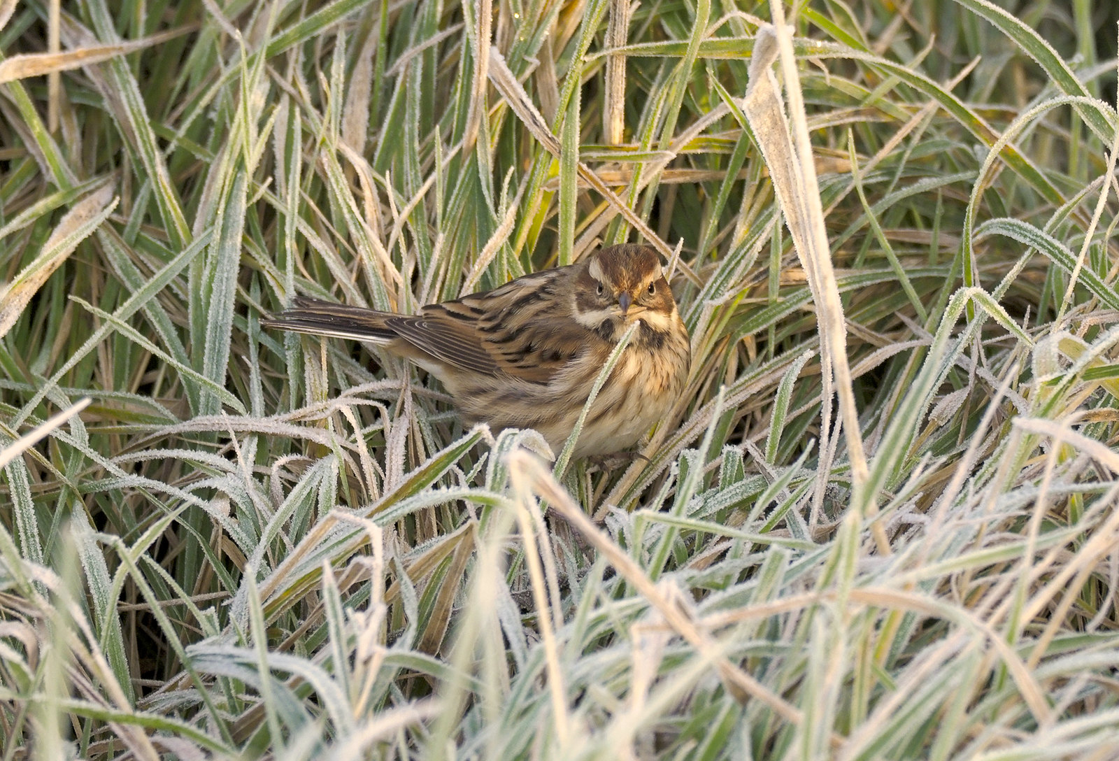 Reed Bunting in a frosty hollow