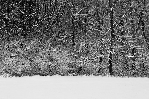 amati alanamati landscape chicago harvard woodstock blackandwhite blackwhite bw monochrome snow tree trees woods snowfall snowing scene bushes coating winter delicate fresh midwest forest clearing