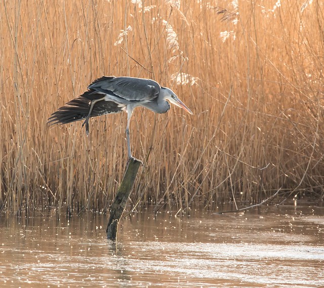 Grey Heron yoga