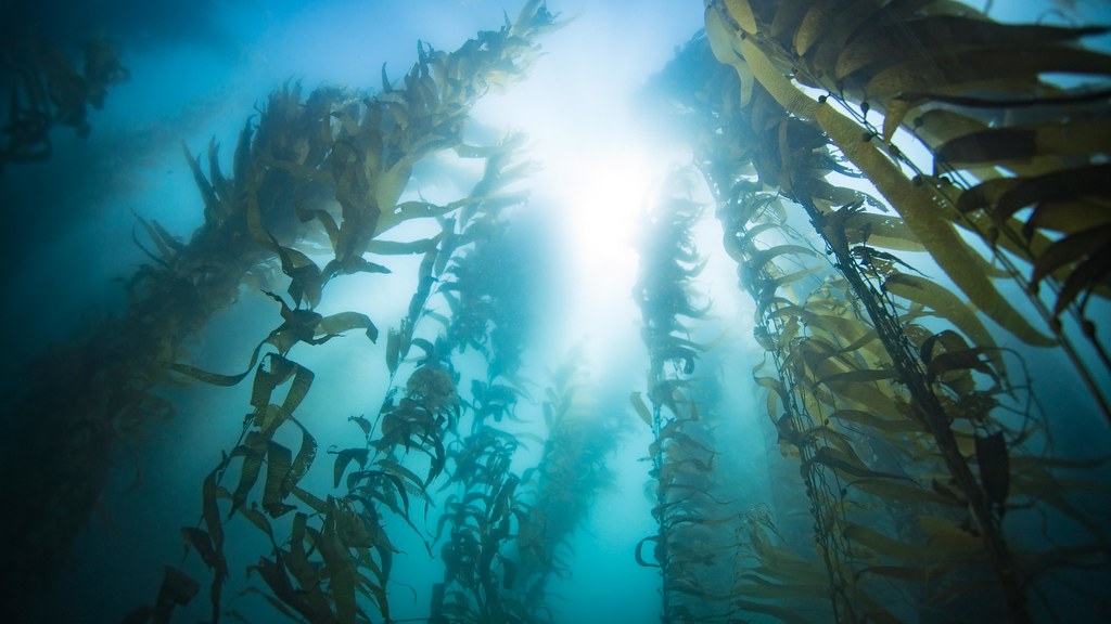 Fish Sounds - Kelp Forest