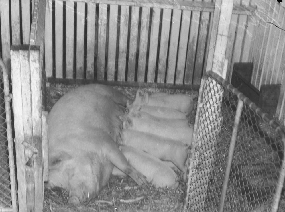Pigs and a litter at the Brisbane Exhibition, 1945