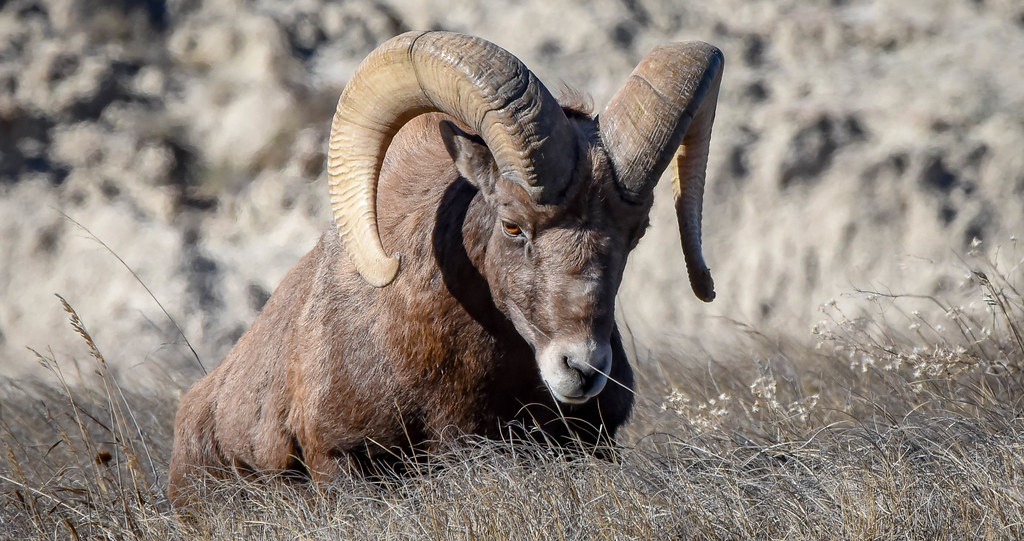 Bighorn Sheep -- male (ram)