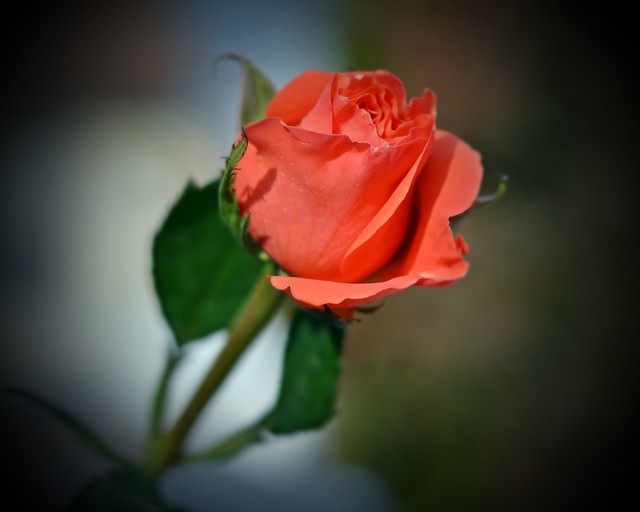 The Orange  Rose