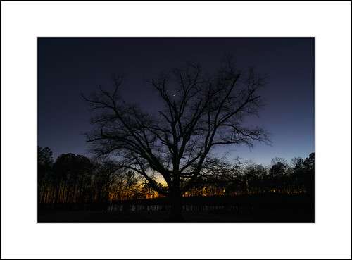 The Tree of Inception | by David in NC