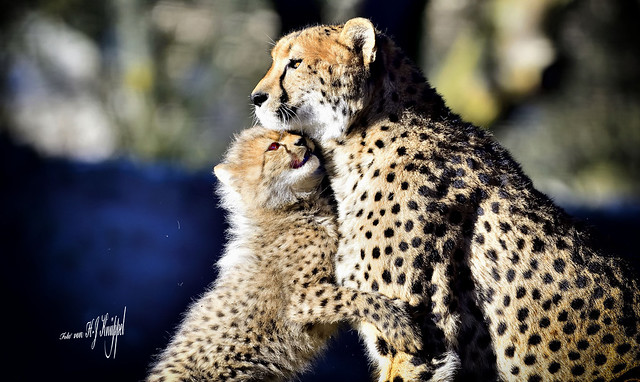 Gepardenmutter mit ihr Junges