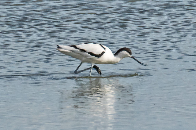 _W4A7339 Avocet (Recurvirostra avosetta)
