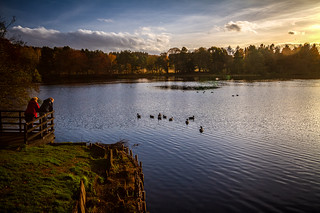watching the geese as afternoon sunset colours the loch, Haddo House & gardens, Methlick, Aberdeenshire, Scotland
