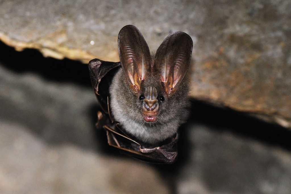 Facts About Vampire Bats