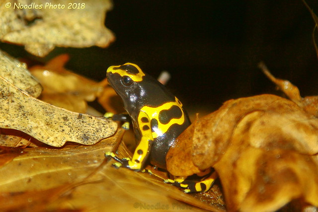 Gelbbebänderter Baumsteiger - Yellow-banded poison dart frog