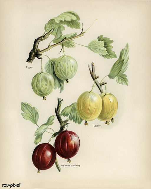The fruit grower's guide : Vintage illustration of