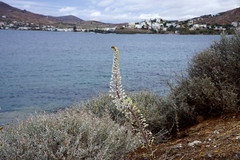 Plants of Greece: Drimia maritima syn Urginea maritima (sea squill) in bloom along the road to Agathopes Beach, Poseidonia, Syros