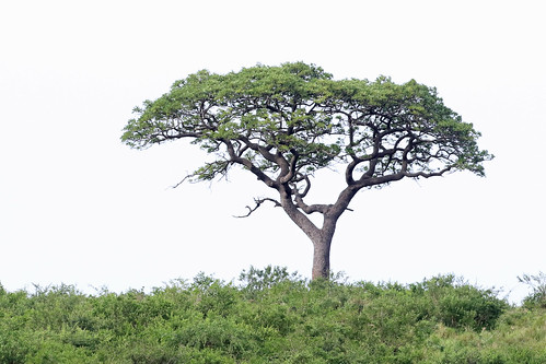 elephanttree marula marulatree hluhluweimfolozi sclerocaryabirrea